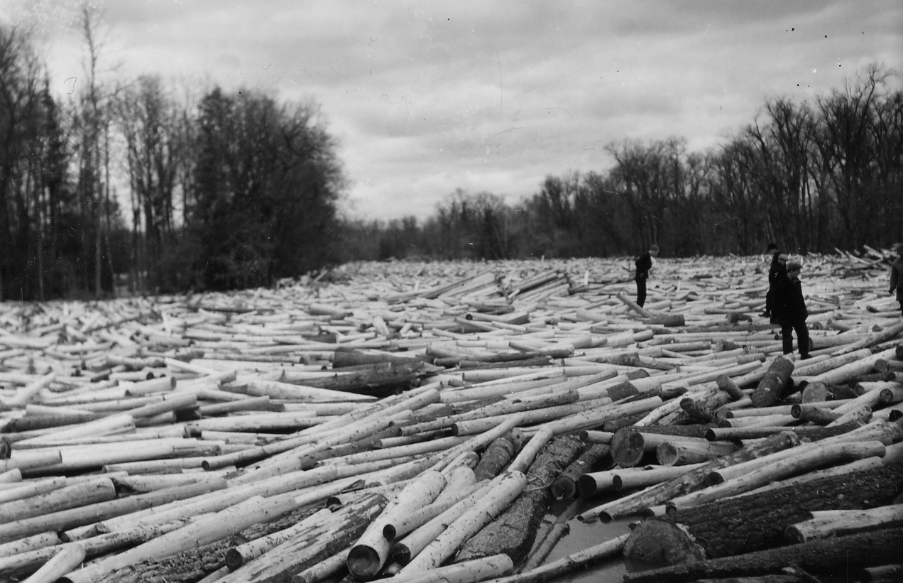 Black-and-white photo of people walking on a river jammed with logs